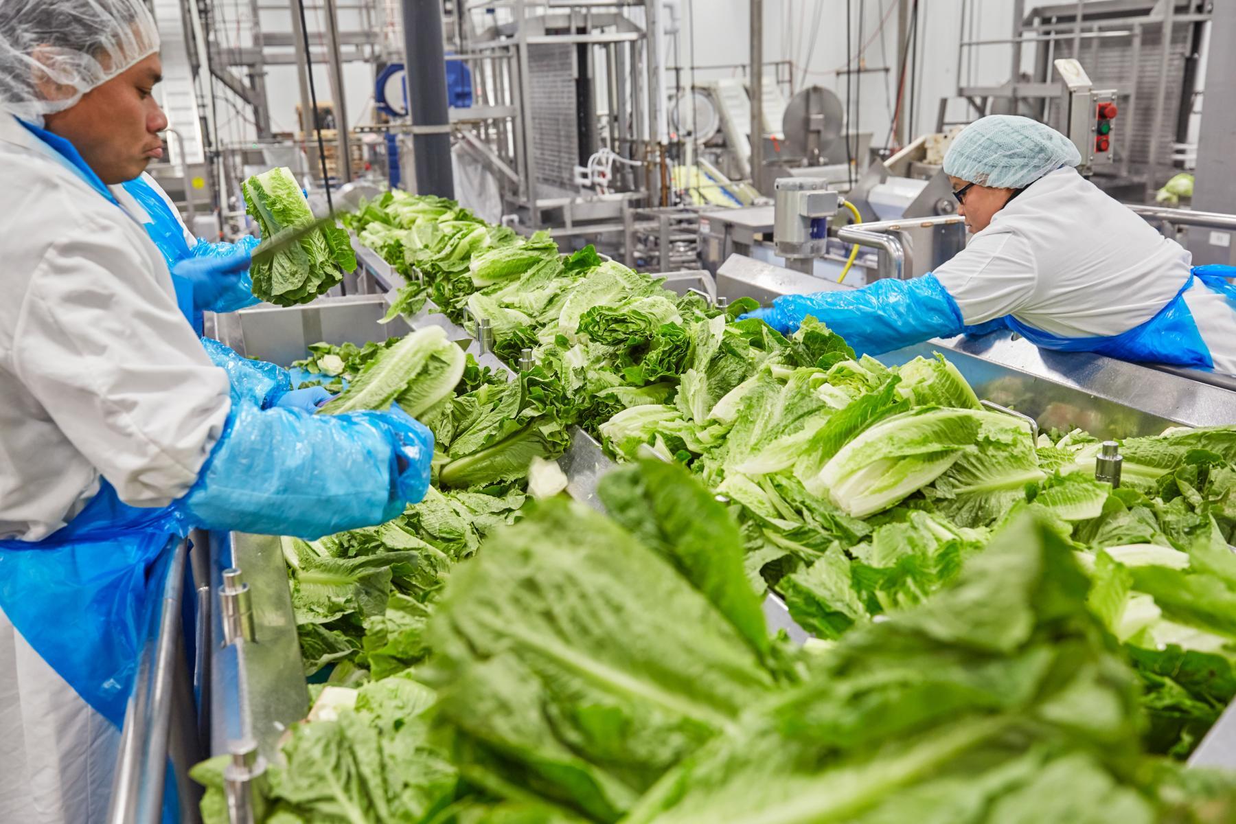 BIX Produce Food Processing Ryan Companies