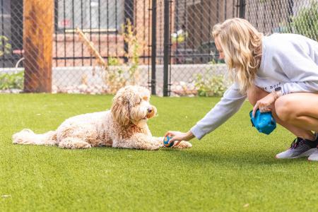 Dog Area at Harper Apartments